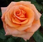 Pink Orange Rose